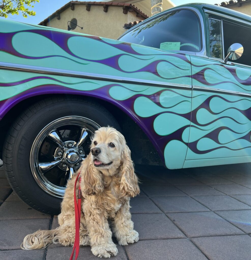 Flea Treats Molly at the Car Show - Looking Cool