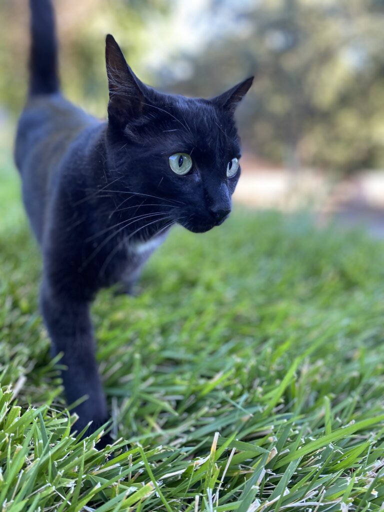 Flea Treats BLACK CATS