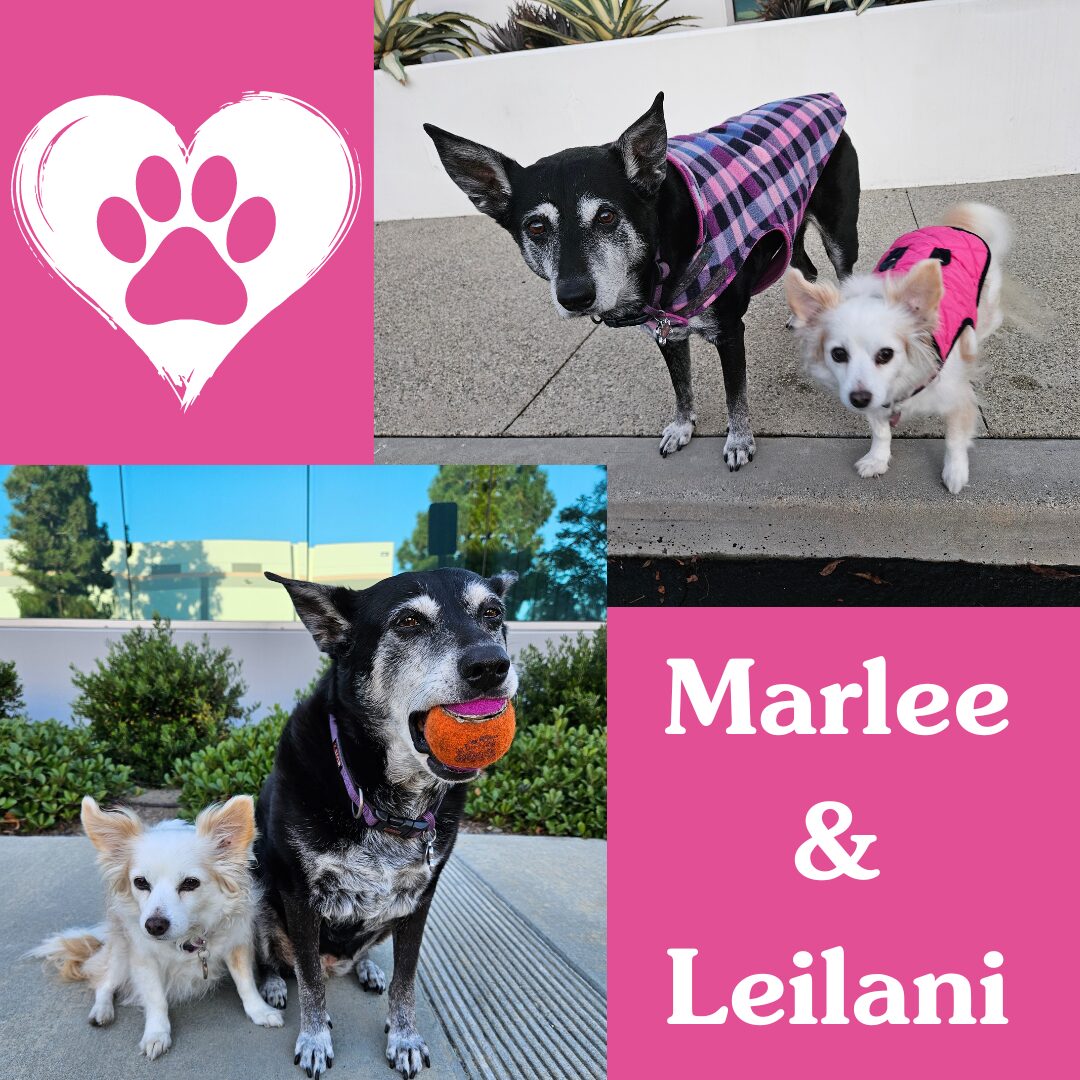 Flea Treats_Marlee&Leilani