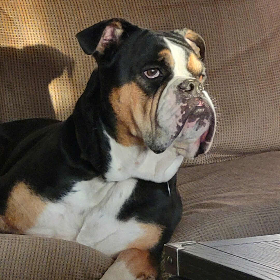 Flea Treats_Winston English Bulldog