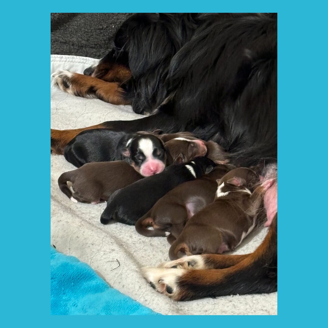 Flea Treats_Miniature American Shepherd puppies, born January 9, 2025_1080