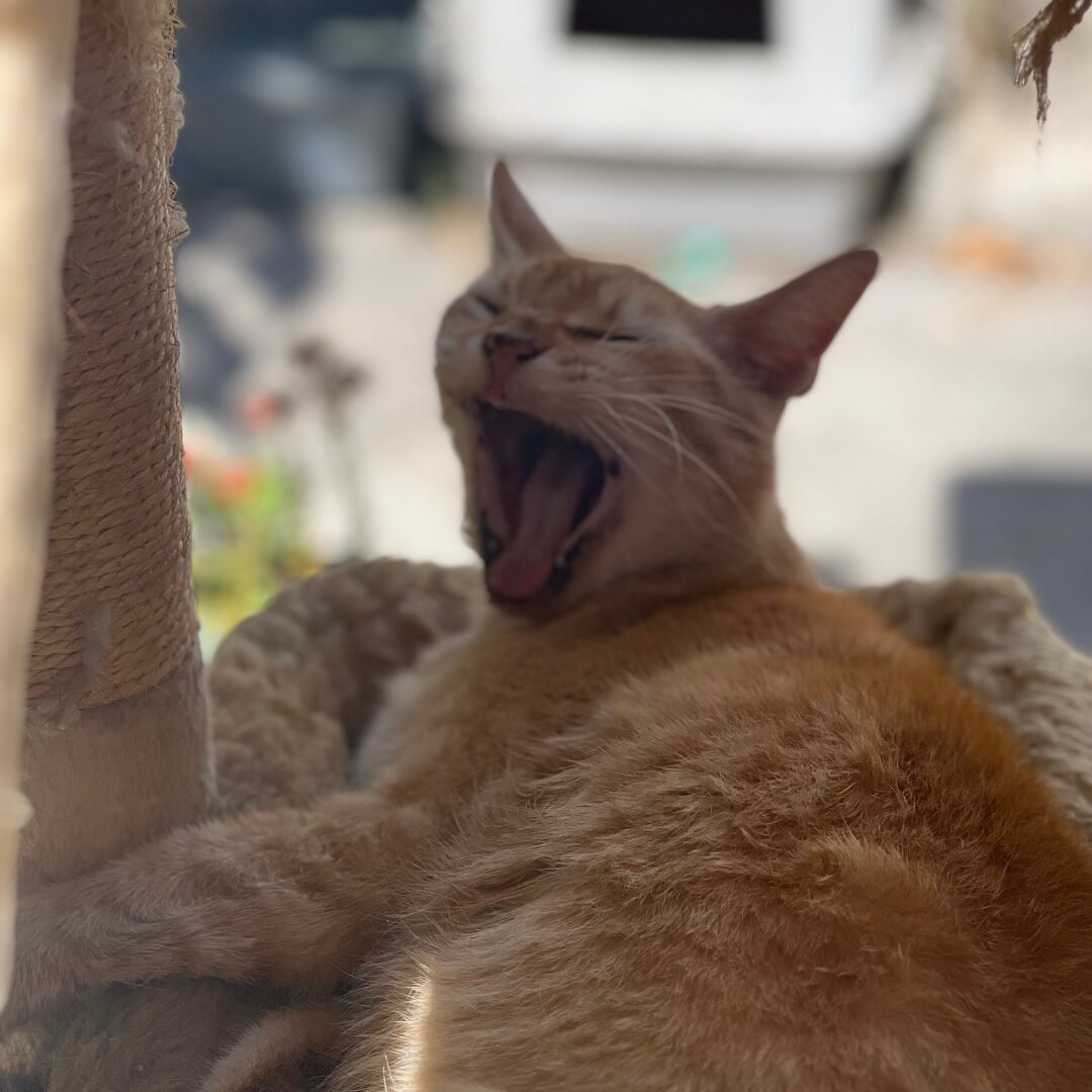 Flea Treats Chuck