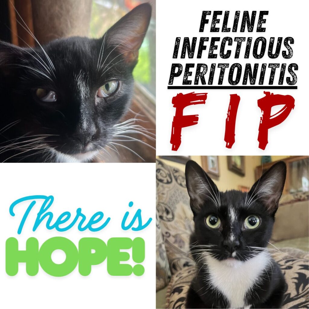 Flea Treats - FIP Blog