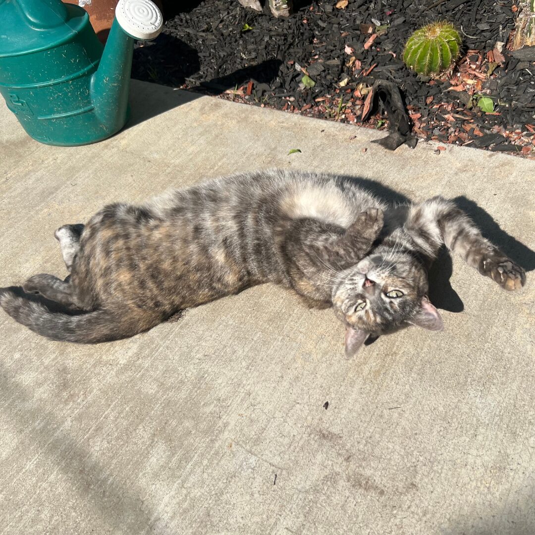 Flea Treats Nikki