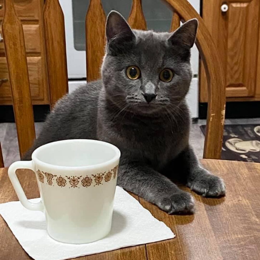 Flea Treats_Lanie