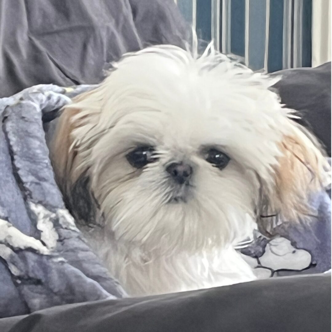Flea Treats_Millie