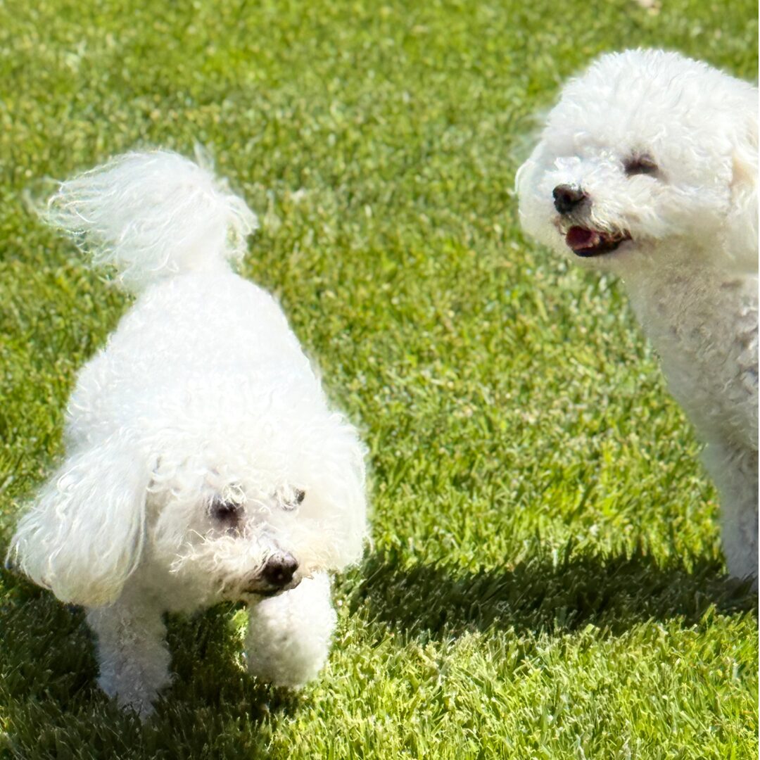 Flea Treats_Molly&Kasey