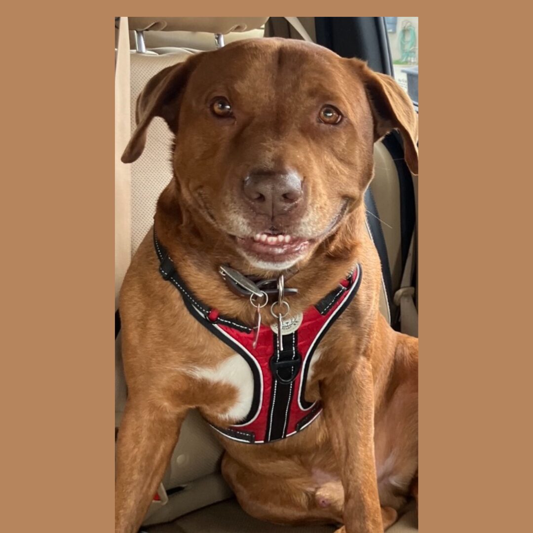 Flea Treats_Radar