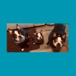 Flea Treats_Rusty, Roxy and Blue