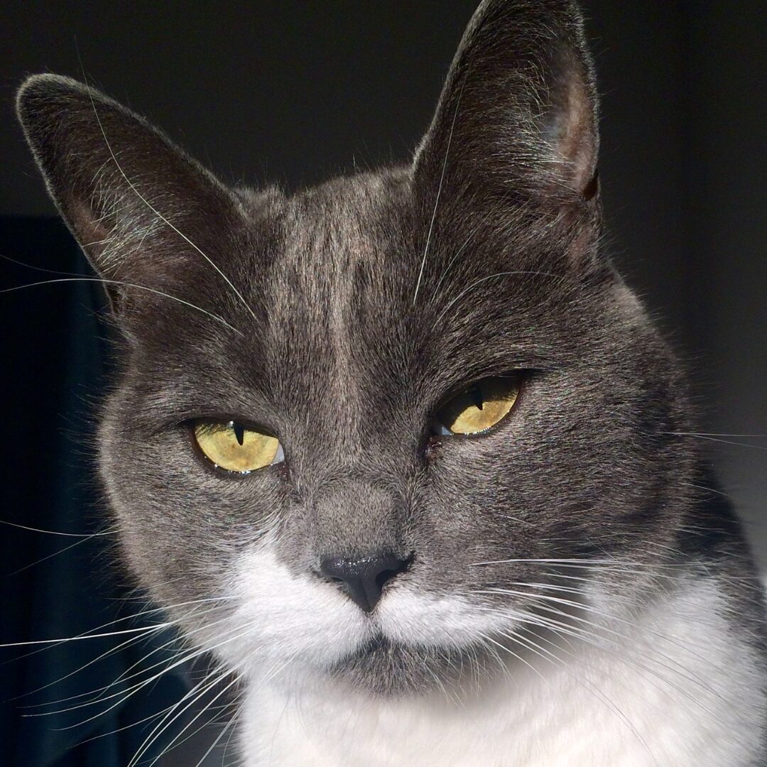 Flea Treats Kittimus Minimus