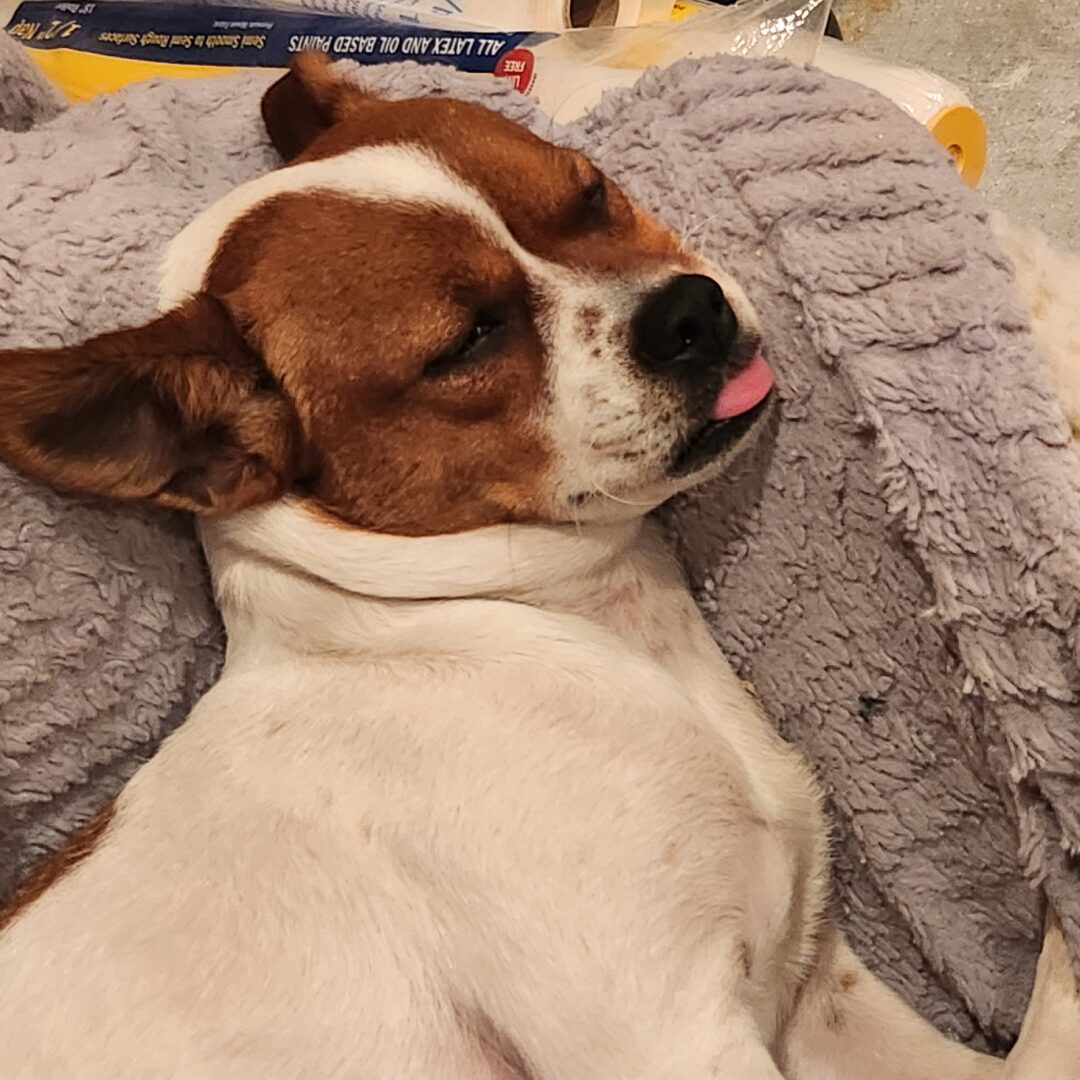 Flea Treats Penny_1080