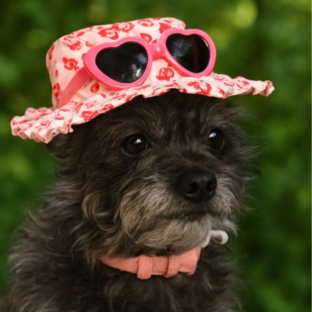 Flea Treats Bella in Hat