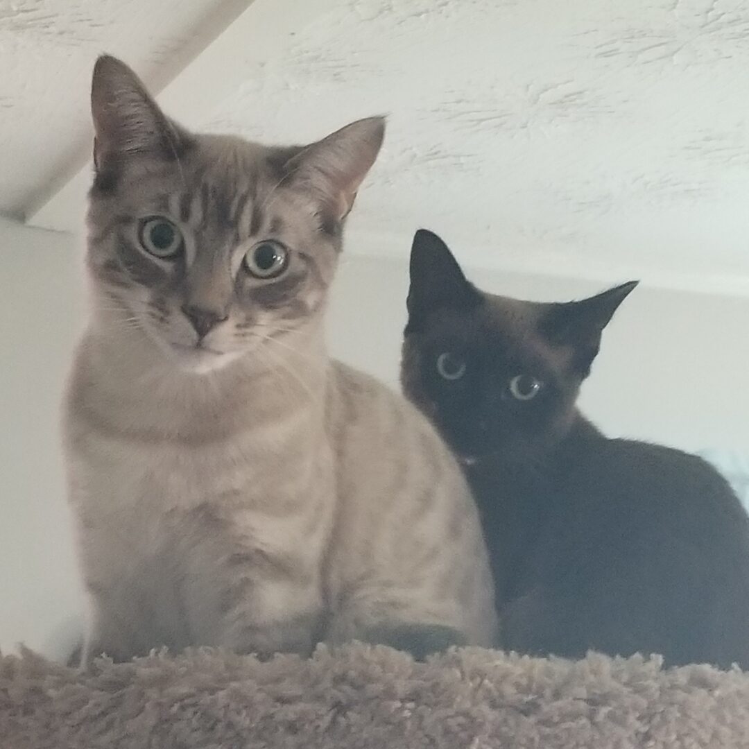 Flea Treats Jaime & Thomasina