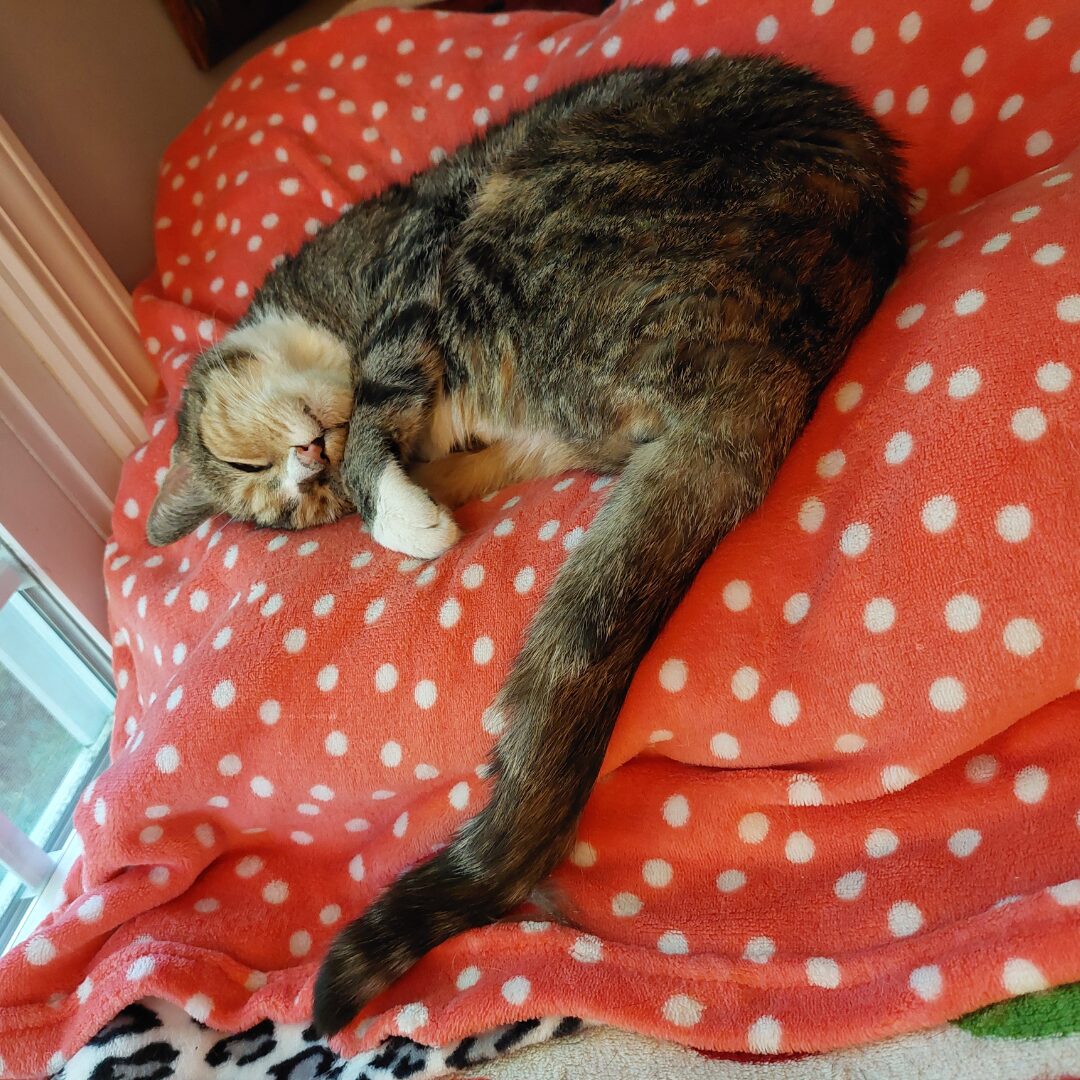 Flea Treats Knickers