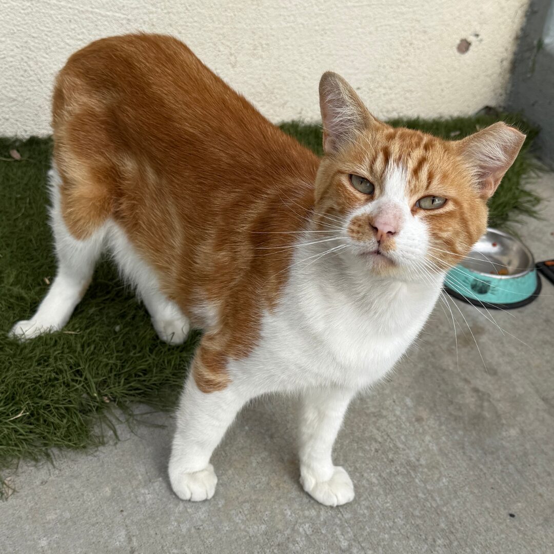 Flea Treats Rusty Nuts