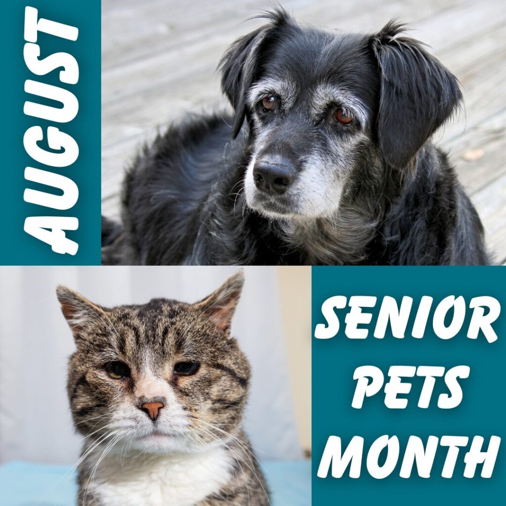 Flea Treats - August is Senior Pets Month