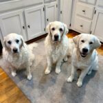 Flea Treats Hope, Blaze, and Cowboy