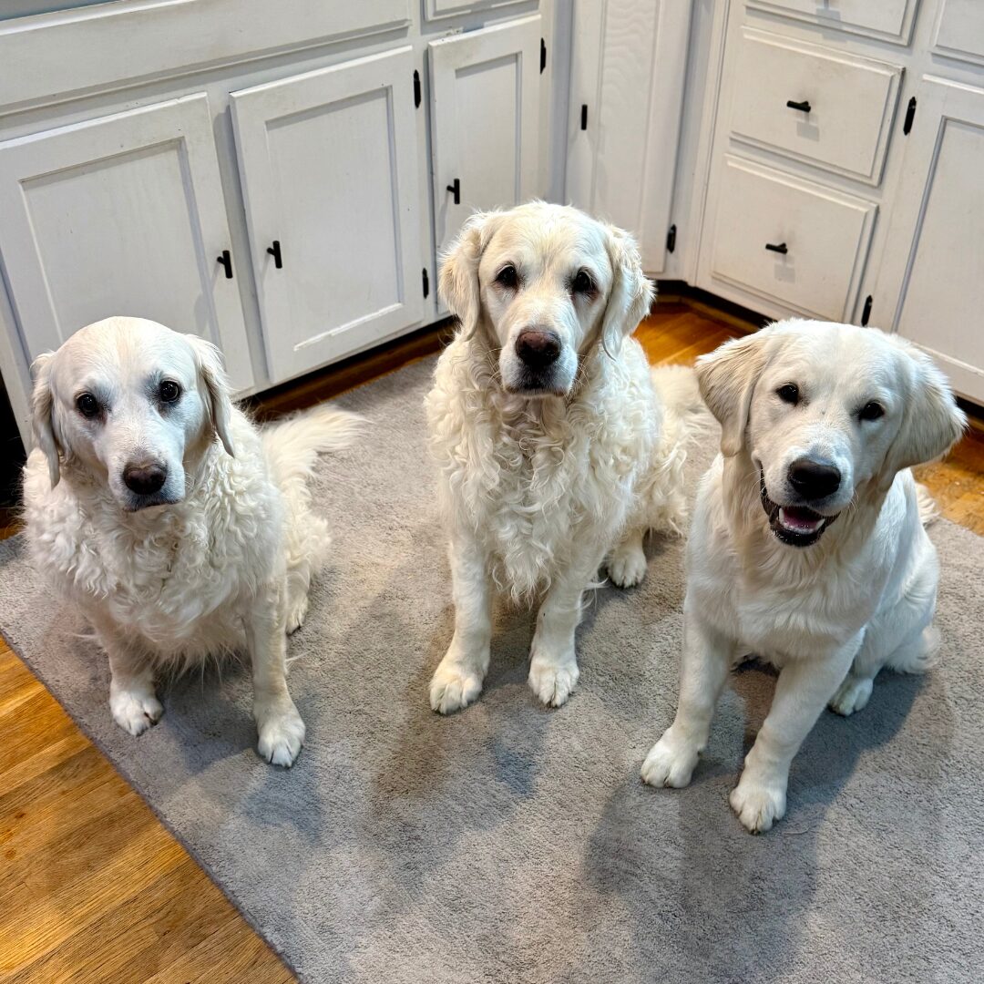 Flea Treats Hope, Blaze, and Cowboy