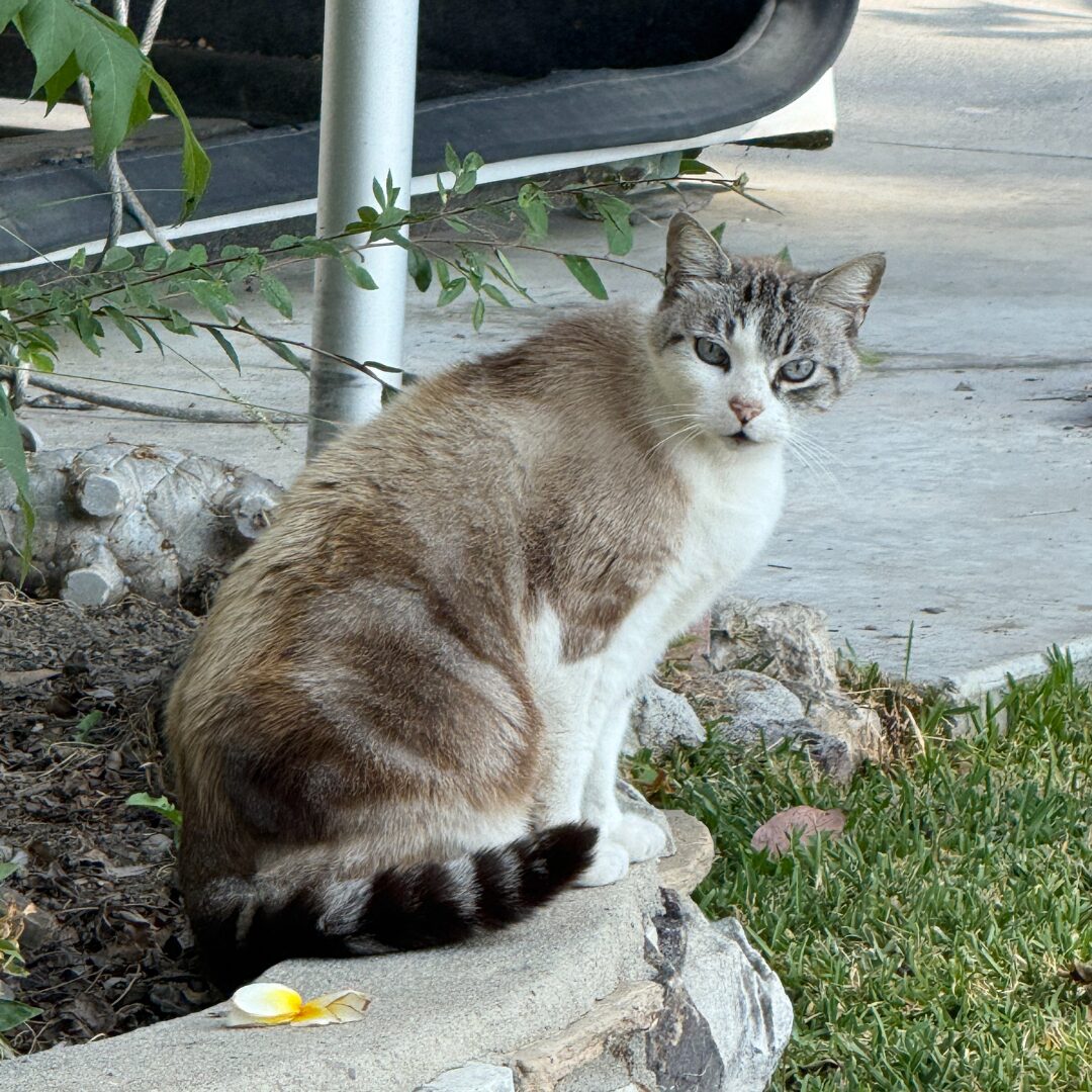 Flea Treats Meow Meow