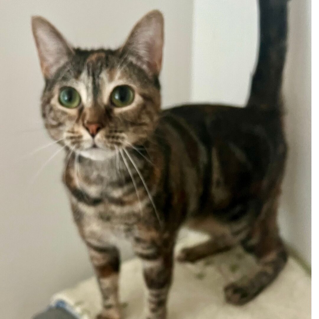 Lorraine Rudolph - cat