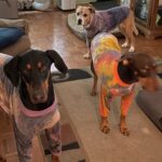 Flea Treats Bodi Ginger Challi