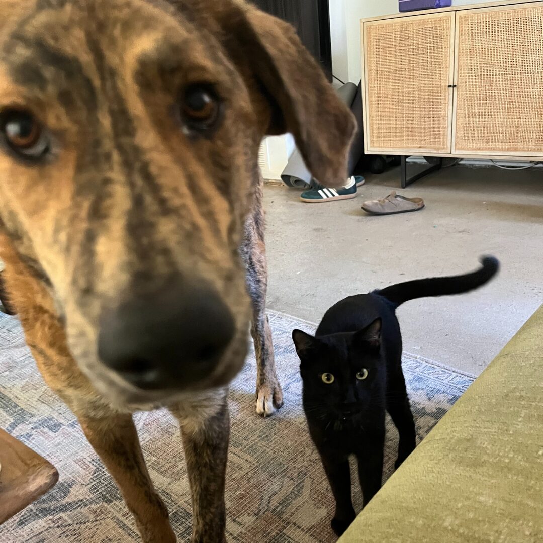 Flea Treats Buddy & Steve