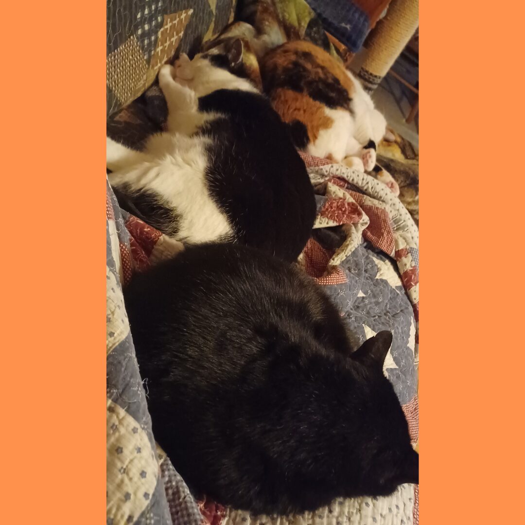 Flea Treats Shadow, Charlie & Molly