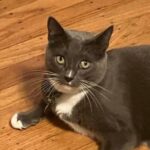 Flea Treats Squeakles