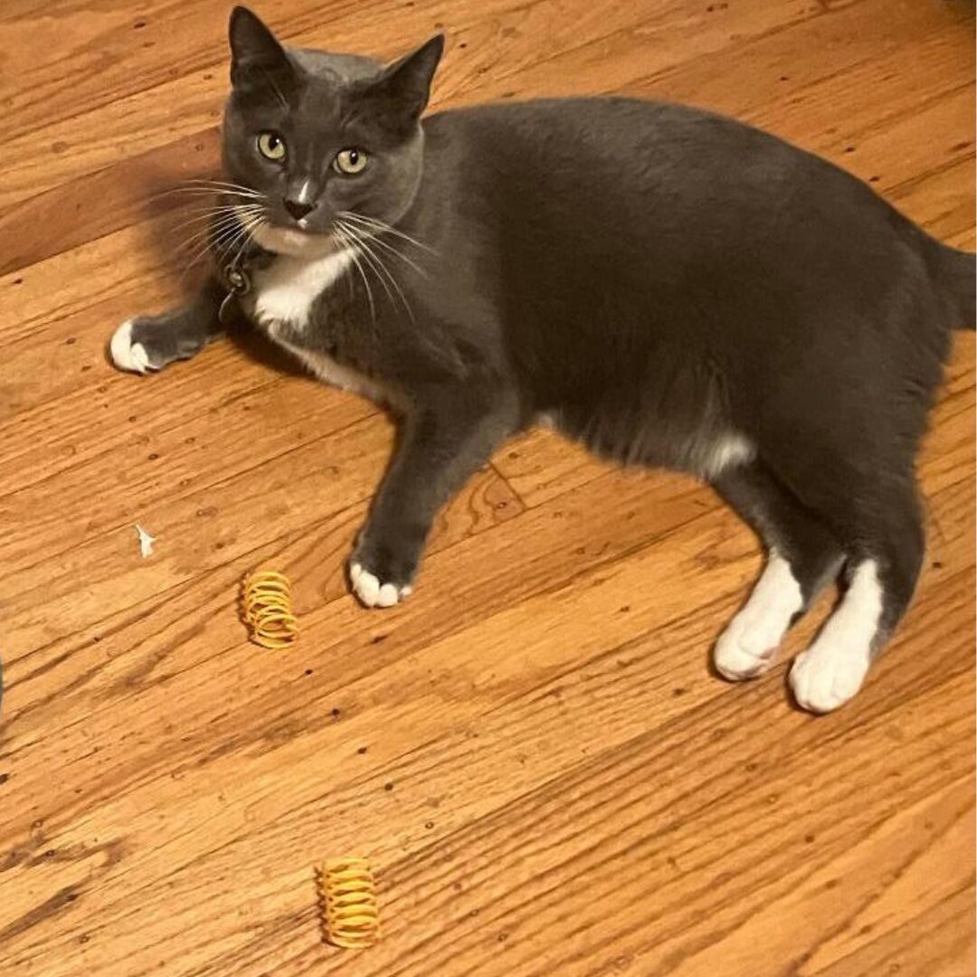 Flea Treats Squeakles