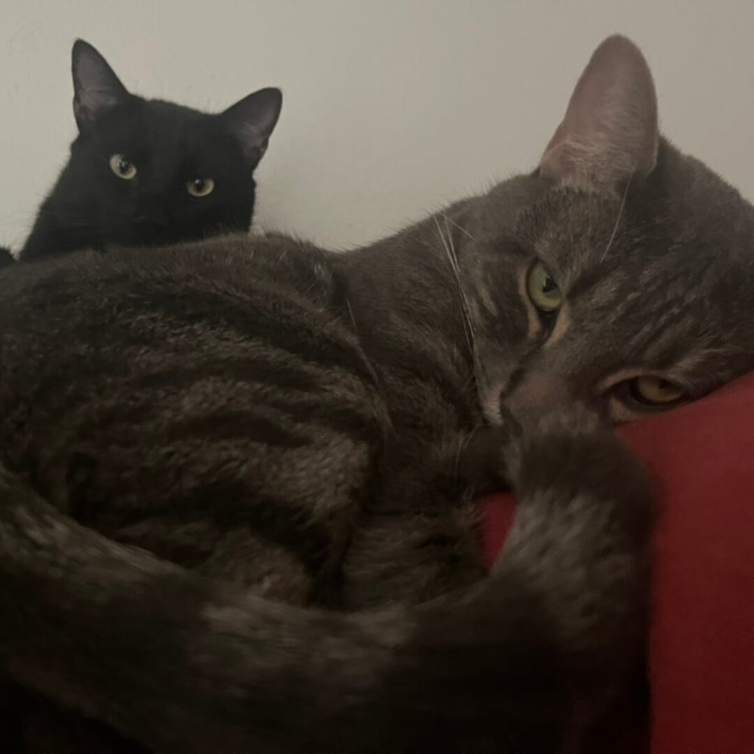 Flea Treats Steve & Koa