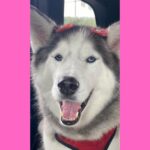 Flea Treats Stella Mae