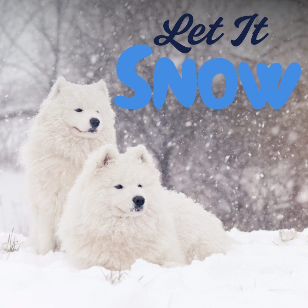 Flea Treats Blog_Winter With Dogs