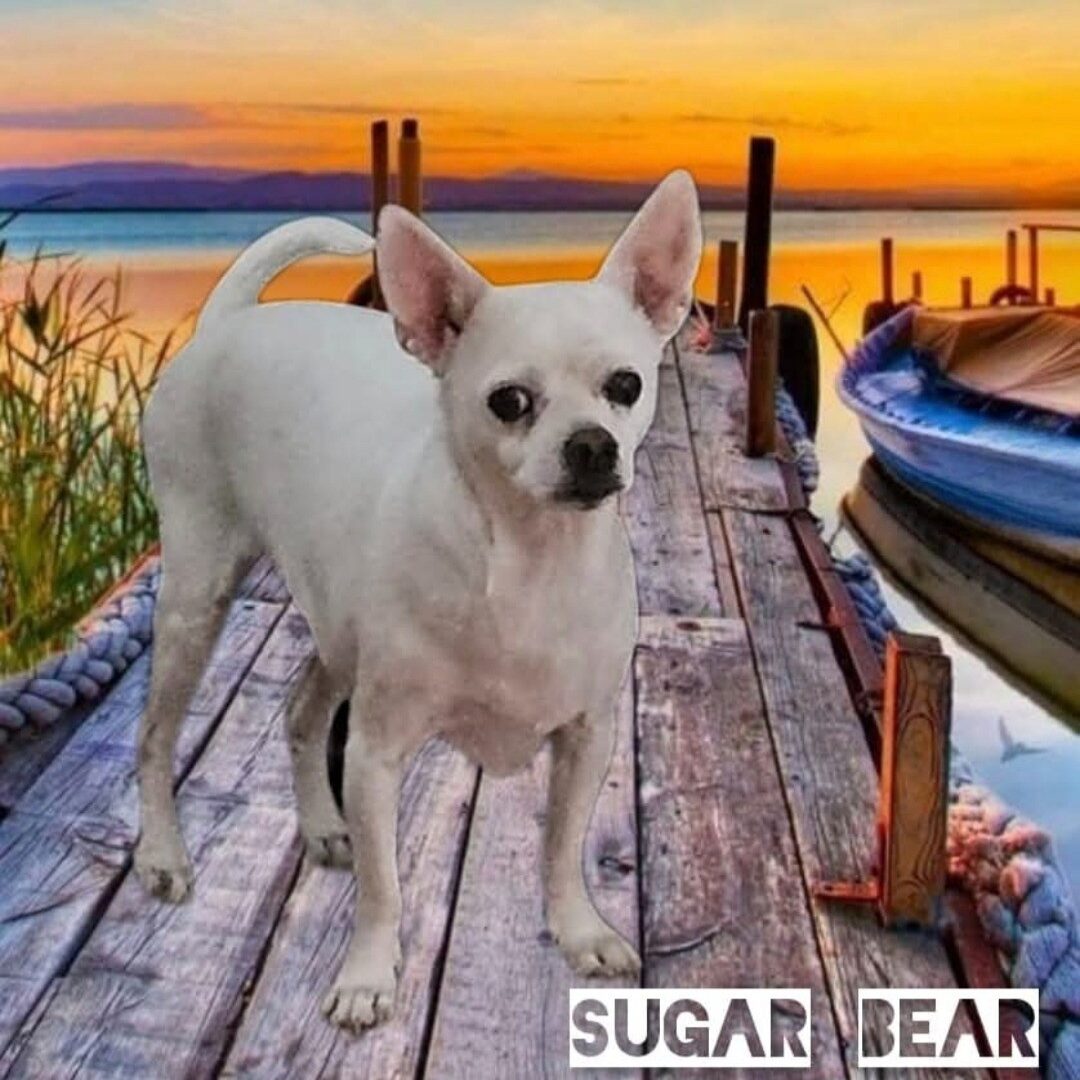 Flea Treats Mr. Sugar Bear