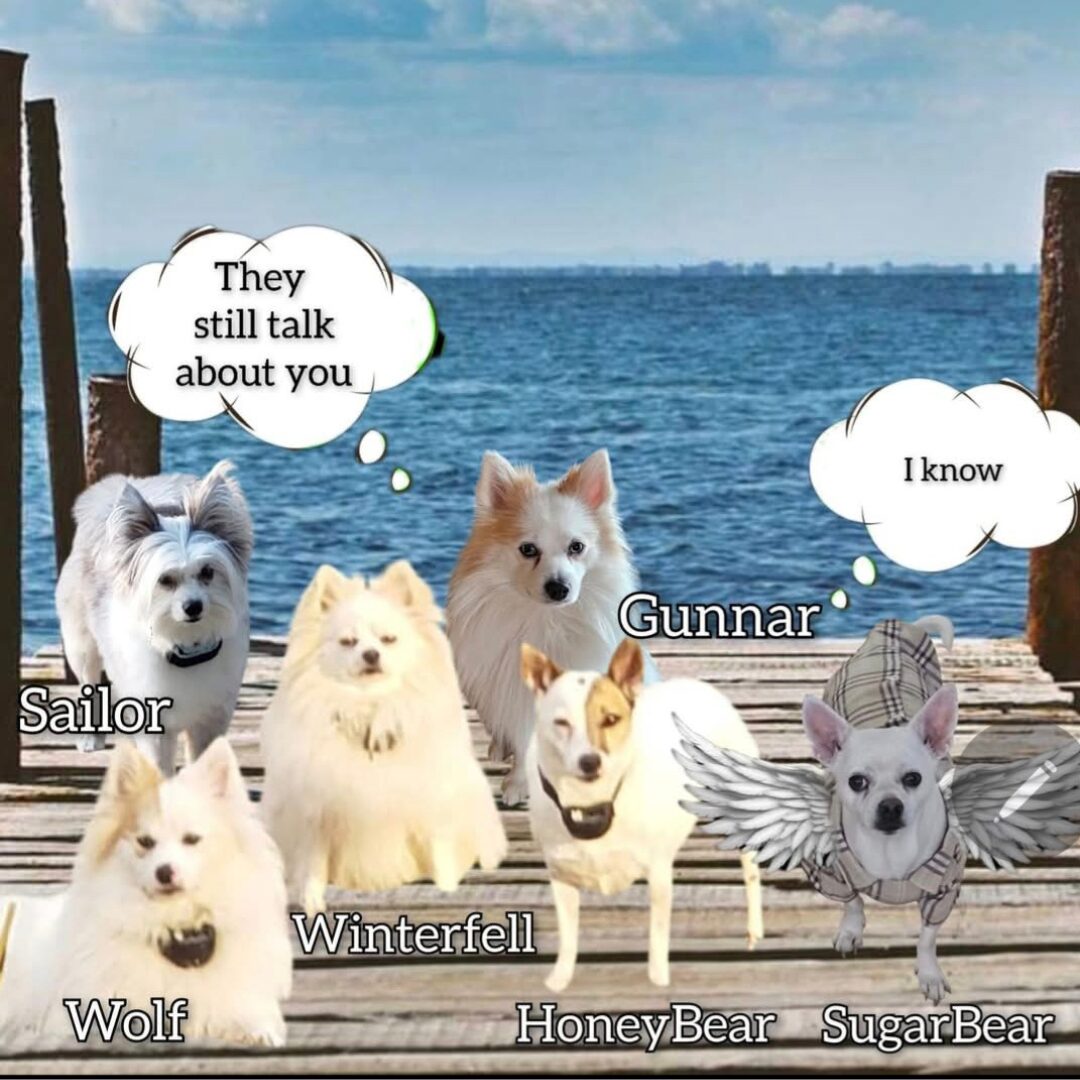 Flea Treats Sugar Bear and his Pack