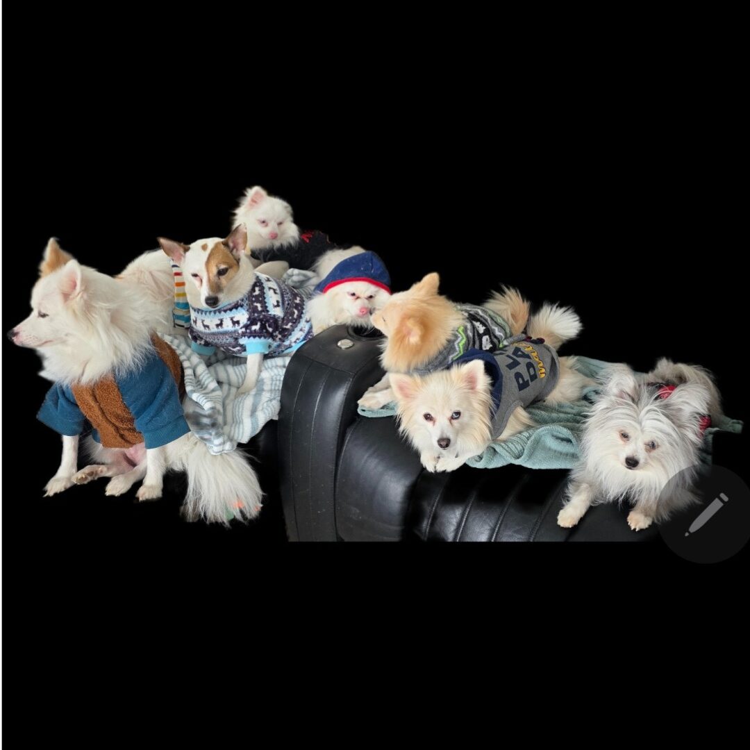 Flea Treats Sweater Pack