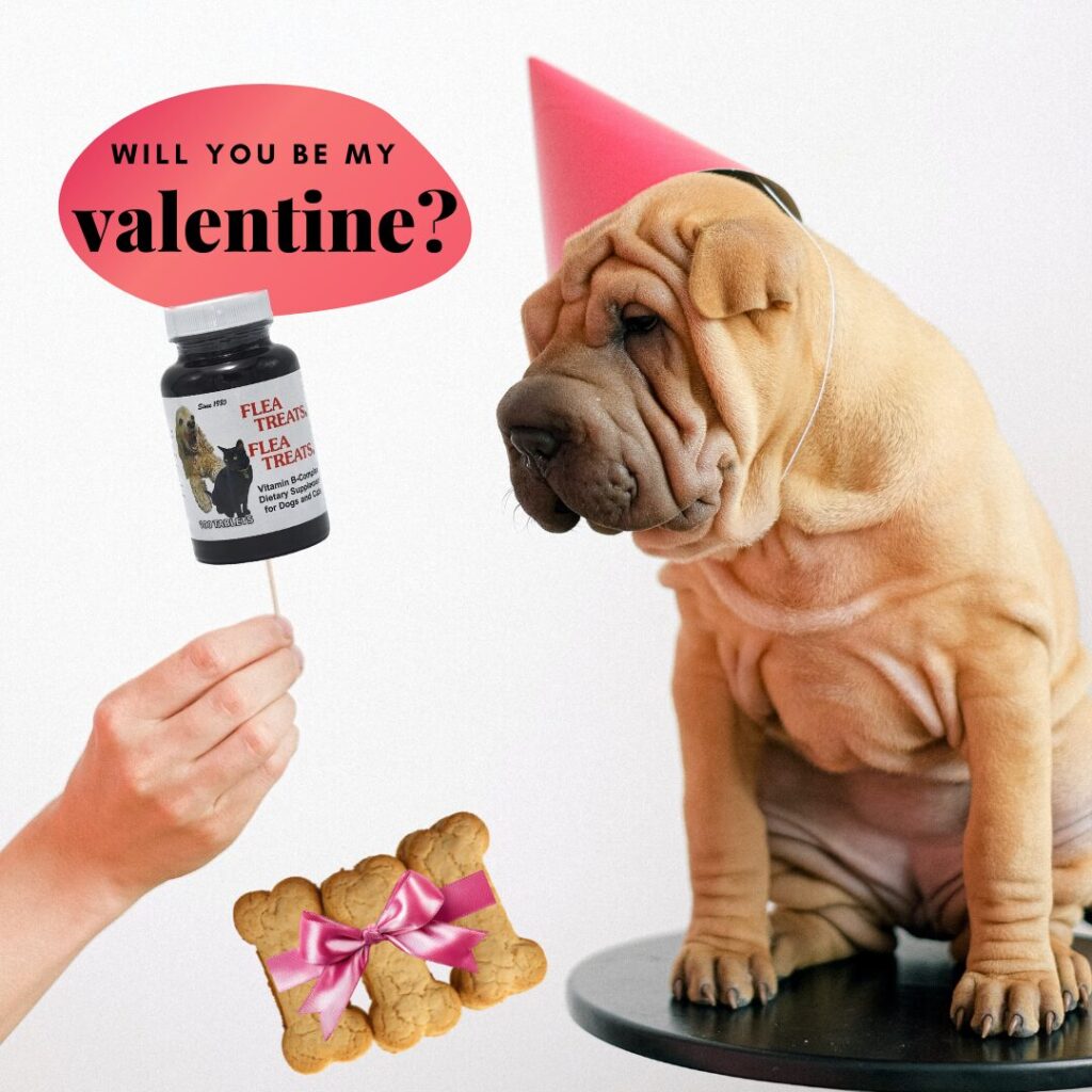 Flea Treats Valentine's Blog