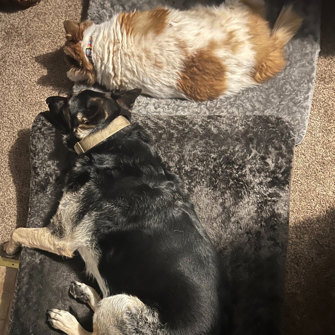 Flea Treats Axel & Pixie Snow