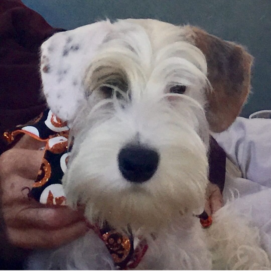 Flea Treats Raquel Simone