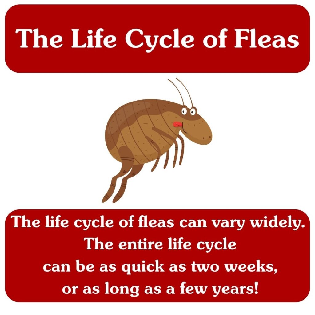 Life Cycle of Fleas