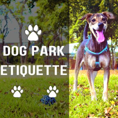 Flea Treats Dog Park Etiquette