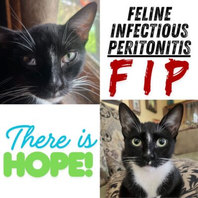 Flea Treats - FIP Blog