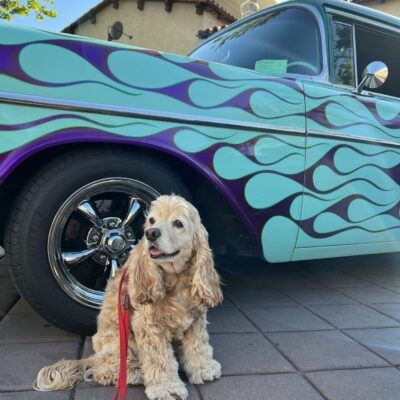 Flea Treats Molly at the Car Show - Looking Cool