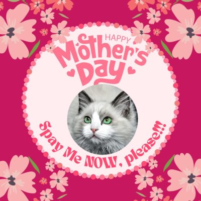Flea Treats Mothers Day Blog 2026