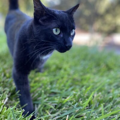 Flea Treats BLACK CATS