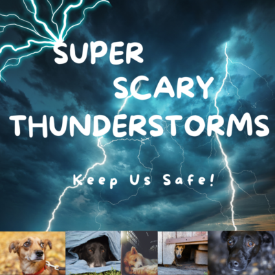 Flea Treats Thunderstorms Blog