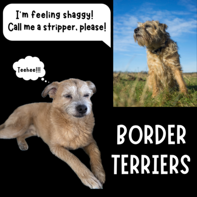 Flea Treats_Border Terriers_1080