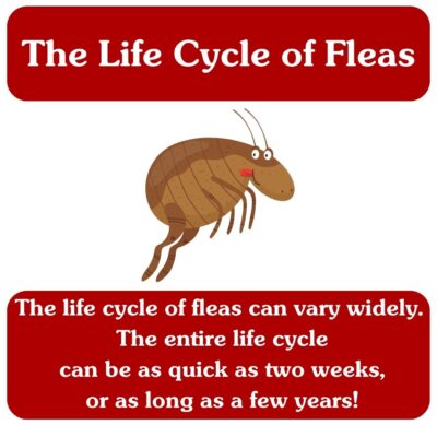 Life Cycle of Fleas